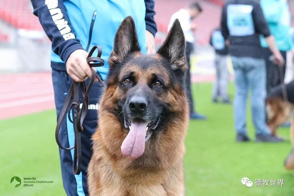 九游体育-Karsa在日本队比赛中表现优异，比赛规则变更引发热议！赛场气氛高涨的简单介绍